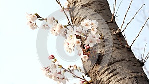 Close-upÃÂ imageÃÂ ofÃÂ cherryÃÂ blossomÃÂ tree. Spring flower festival image. photo